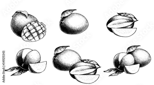 Hand drawn mango set. Mango fruits with leaves, slices and cubes. Sketch style vector fruit illustrations. Best for packaging and menu designs. Organic food.