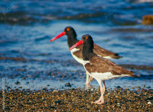 Canvas Print red-billed birds on the shore of the beach in the caribbean