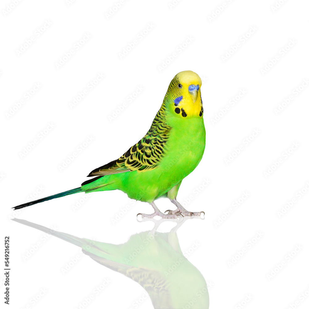 green budgie pet isolated on white background