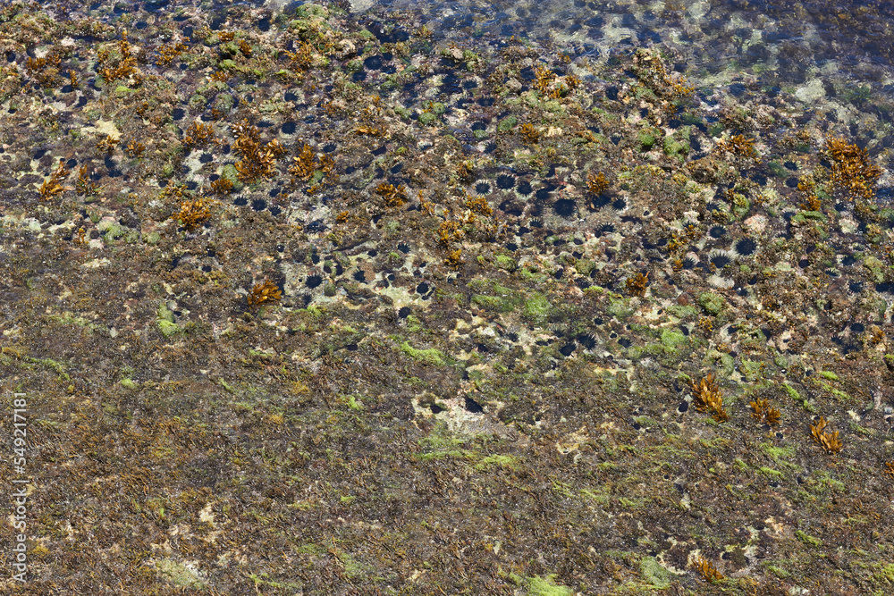 moss on the rocks moss on the rocks