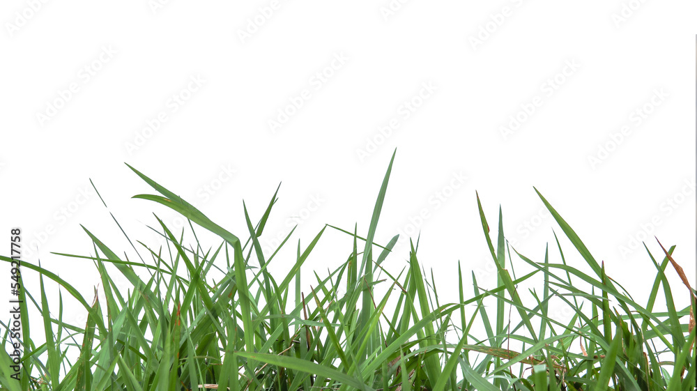 Isolated bush of grasses with clipping paths on white background Isolated bush of grasses with clipping paths on white background