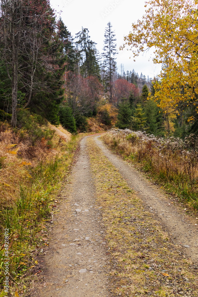 Obraz premium road in the autumn forest