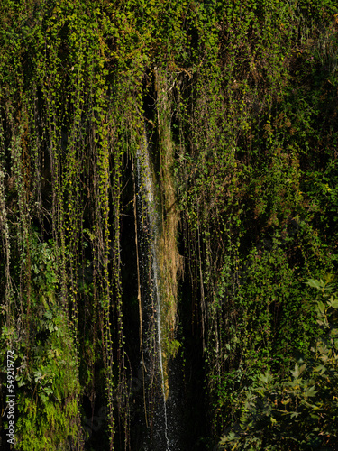 green leaves and tiny waterfall