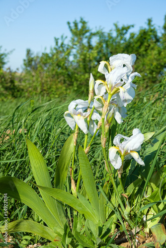 Probably Siberian white iris (Iris sibirica) or a cultural form. A drift plant (stranger) for the Crimea photo
