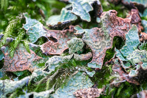 Φωτογραφία Green and red foliose lichens looking like leaves