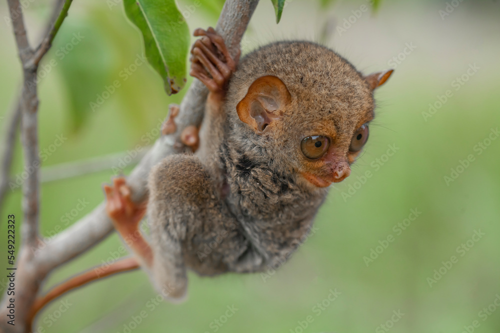 Tarsius aka Tarsier From Borneo Island Tarsius aka Tarsier From Borneo Island