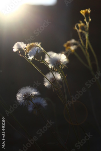 Fototapeta Naklejka Na Ścianę i Meble -  Beautiful dandelion flowers in sunlight