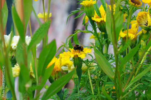 A bee collects nectar sitting on a yellow flower in the green grass. Soft focus