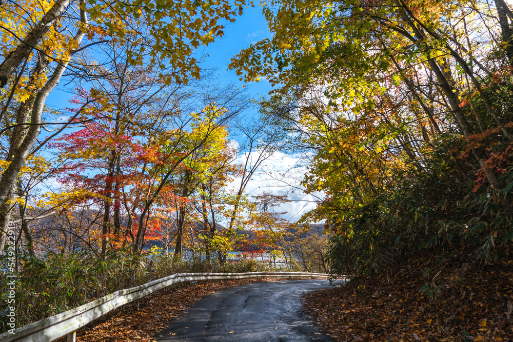 Fototapeta premium 北海道の紅葉