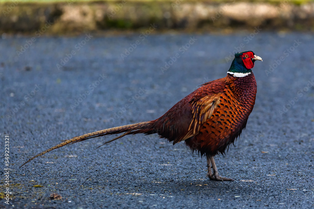 Fototapeta premium Ring necked pheasant wildlife colored bird 