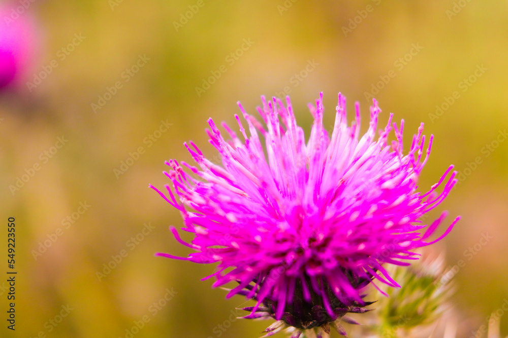 flower, thistle, purple, nature, plant, summer, wild, flora, blossom, macro, wildflower, pink, bloom, spring, field, closeup, meadow, grass, garden, weed, color, clover, violet, beauty flower, thistle, purple, nature, plant, summer, wild, flora, blossom, macro, wildflower, pink, bloom, spring, field, closeup, meadow, grass, garden, weed, color, clover, violet, beauty
