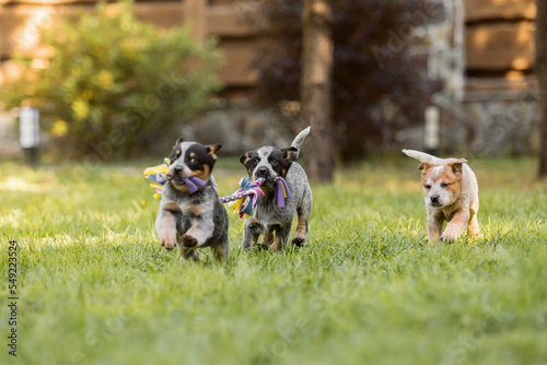 Fototapeta Naklejka Na Ścianę i Meble -  Australian cattle dog puppy outdoor. Blue and red heeler dog breed. Puppies on the backyard. Dog litter. Dog kennel