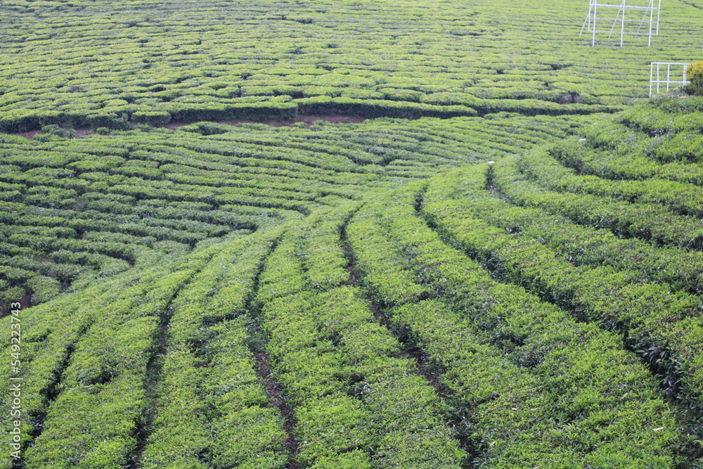 tea estate in munnar kerala india 