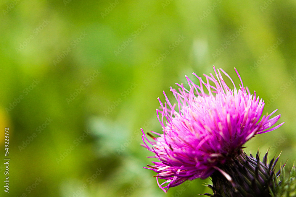 flower, thistle, nature, purple, plant, summer, flora, blossom, macro, pink, wild, spring, bloom, field, wildflower, grass, bee, meadow, clover, close-up, weed, garden, closeup, season, scottish flower, thistle, nature, purple, plant, summer, flora, blossom, macro, pink, wild, spring, bloom, field, wildflower, grass, bee, meadow, clover, close-up, weed, garden, closeup, season, scottish