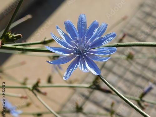 Common chicory, or Chicorium intybus, flower photo