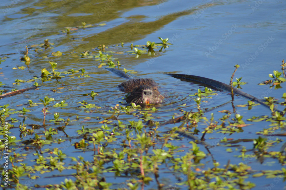 a kind of beaver in a river in the summer season in Chile a kind of beaver in a river in the summer season in Chile