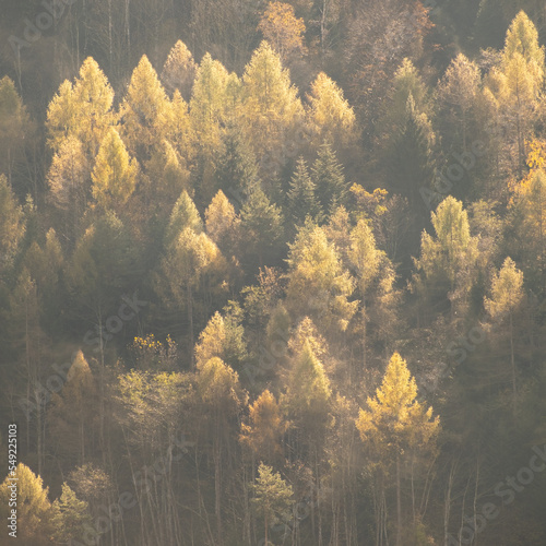 Wälder und Bäume im Nebel  und Sonnenstrahlen in den dolomiten