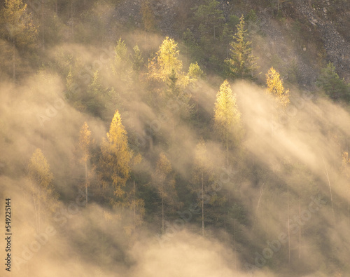 Wälder und Bäume im Nebel und Sonnenstrahlen © Sandro