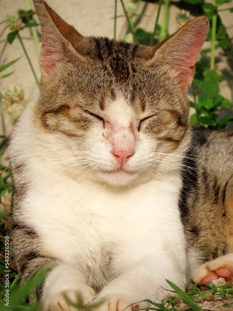cat in the garden cat in the garden