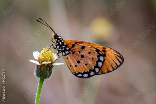 Selective focus closeup of an Acraea terpsicore butterfly on a flower in the daytime photo