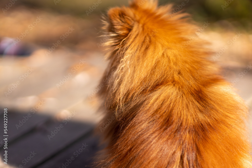 Mini pomeranian walks in the park. Pomeranian on a walk in the autumn park. Dog on the street. Mini pomeranian walks in the park. Pomeranian on a walk in the autumn park. Dog on the street.