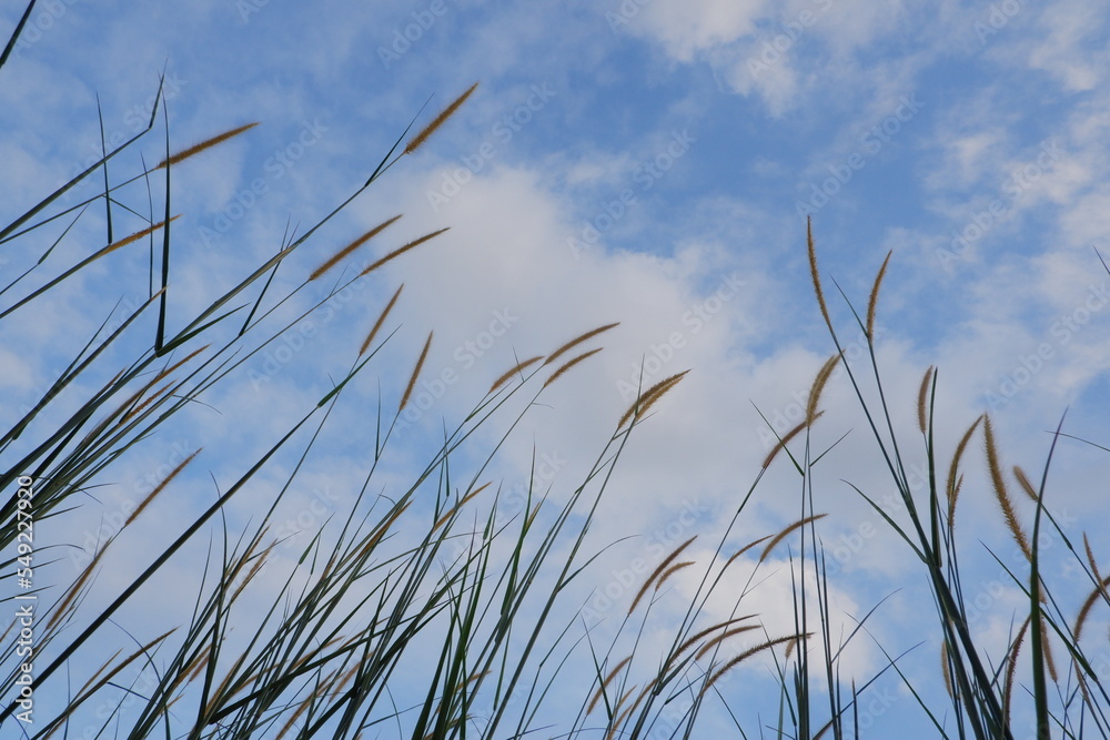 reed flower in the bright blue sky, Phragmites australis. bottom view reed flower in the bright blue sky, Phragmites australis. bottom view