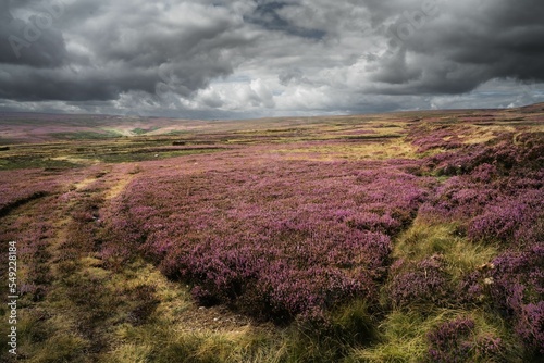Obraz na plátně Field with Heather in bloom on moorland under a cloudy sky