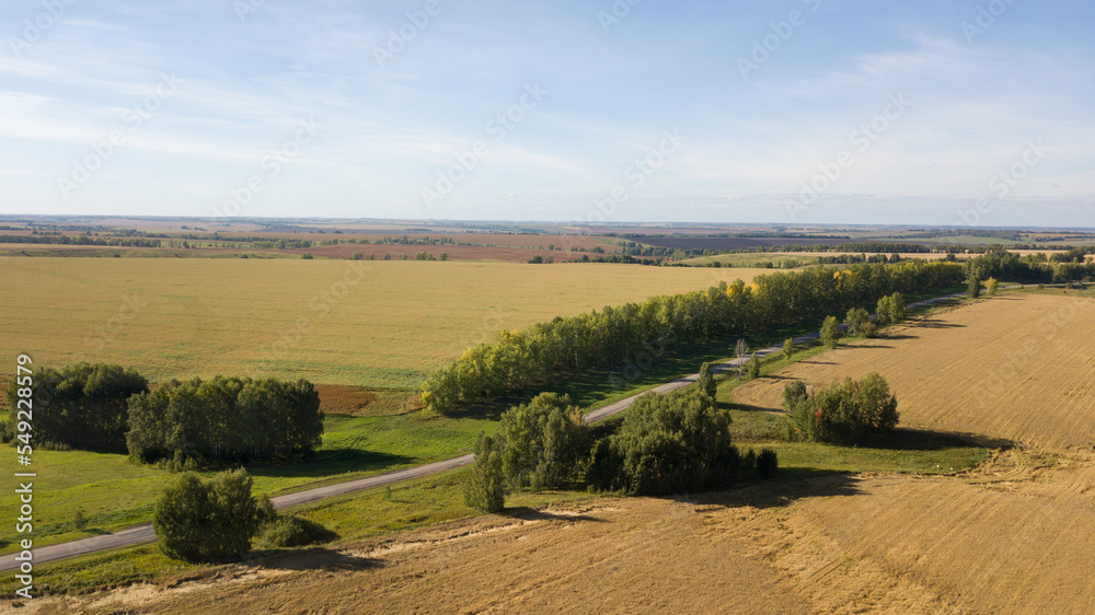 Fields with ripe wheat from a bird's-eye view on a clear day.