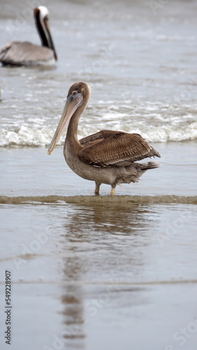 Brown pelican (Pelecanus occidentalis) wading in shallow water in Puerto Lopez, Ecuador