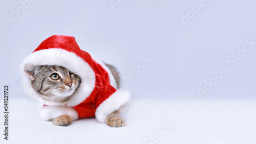 Cat in Santa costume. Christmas Cat card. Kitten on the white background. Concept of adorable little pets. Kitten Santa Claus. Merry Christmas. Happy New Year. Winter. Copy space. Place for text.