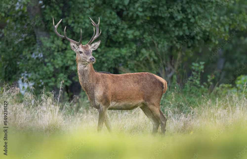 Fototapeta premium European deer male buck ( Cervus elaphus ) during rut