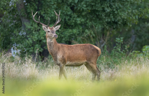 Fototapeta Naklejka Na Ścianę i Meble -  European deer male buck ( Cervus elaphus ) during rut