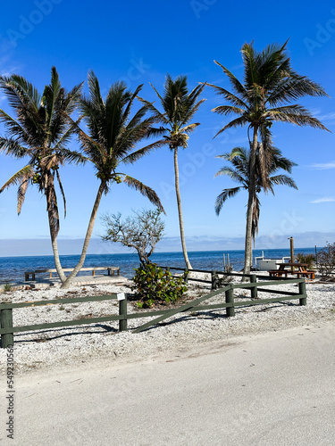 Summer beach background palm trees against blue sky banner panorama  tropical Caribbean travel destination.