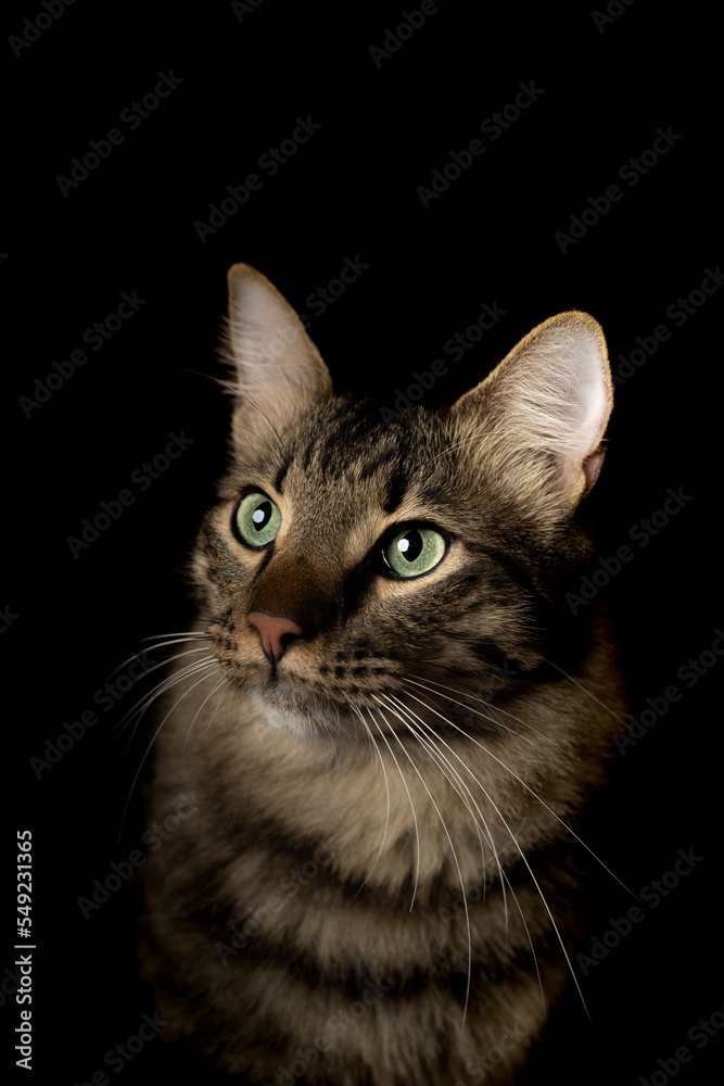 Portrait of a cat with green eyes, black background