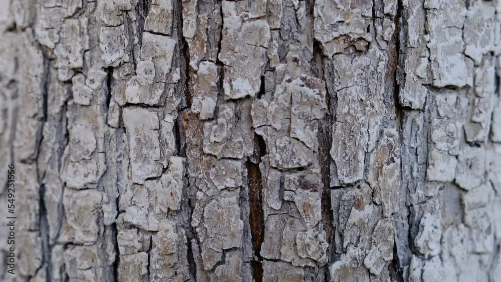 Ants actively move in the ditches of tree bark; wood surface with crawling ants