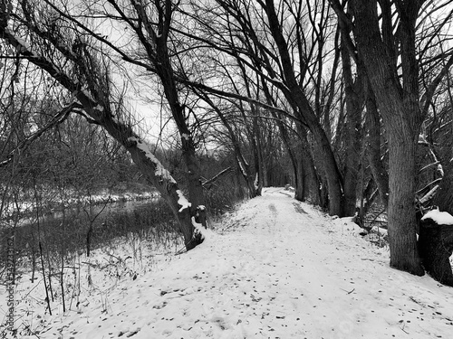 snow covered trails