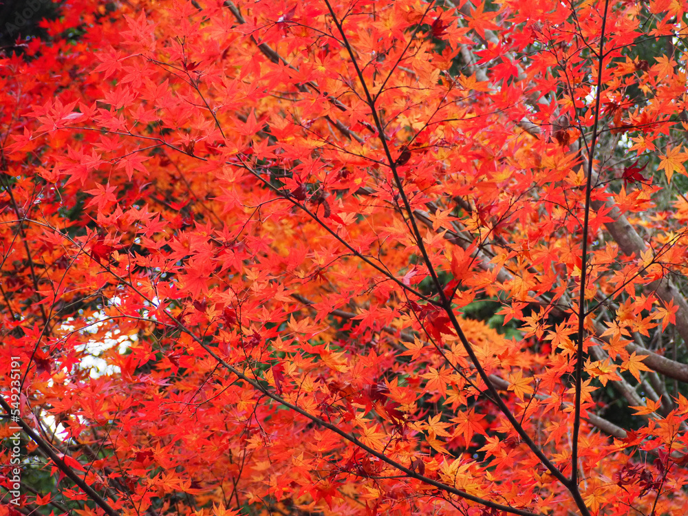 red autumn leaves
