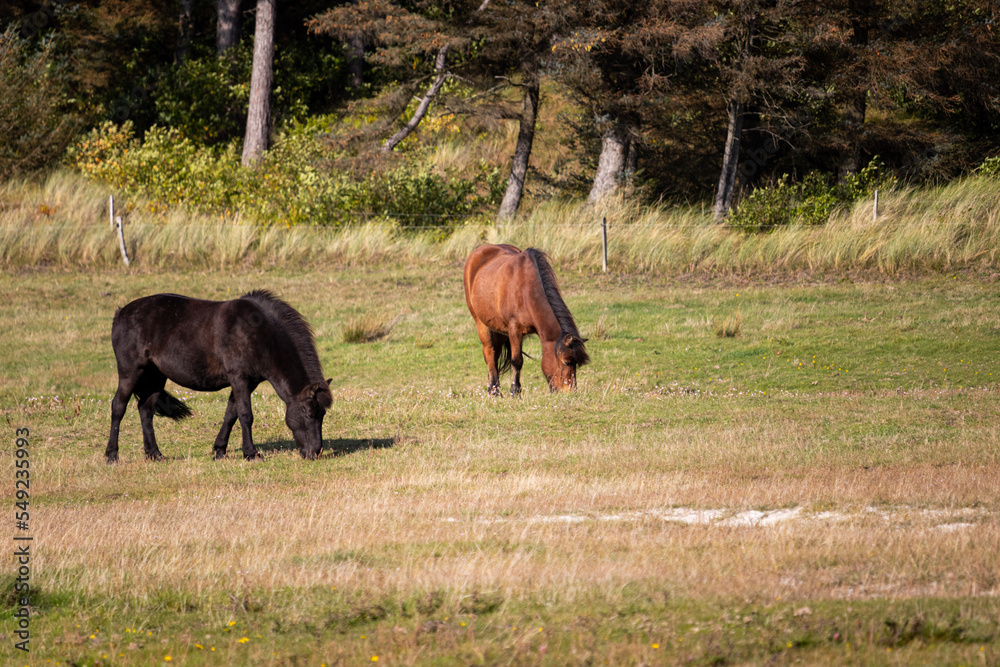 Fototapeta premium horses in the meadow