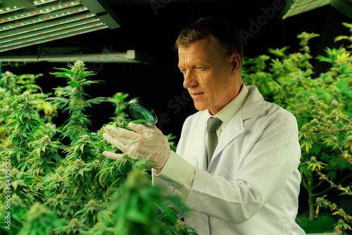 Scientist inspects gratifying buds on cannabis plant using a magnifying glass. Cannabis plantation in curative indoor farm providing high quality of medicinal cannabis products. photo