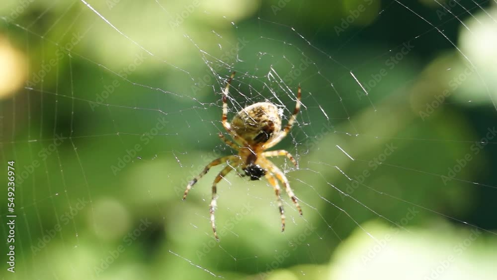The spider-cross (lat. Araneus) sits on a web swinging from a strong wind and waits for prey caught in the web. The spider-cross (lat. Araneus) sits on a web swinging from a strong wind and waits for prey caught in the web.