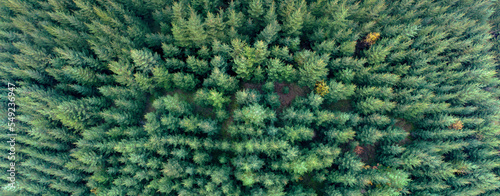 draufsicht tannenwald, baumwipfel von oben, luftaufnahme mit drohne, wald überblick, high resolution panorama, forest landscape, pine trees, fresh green © Laurence