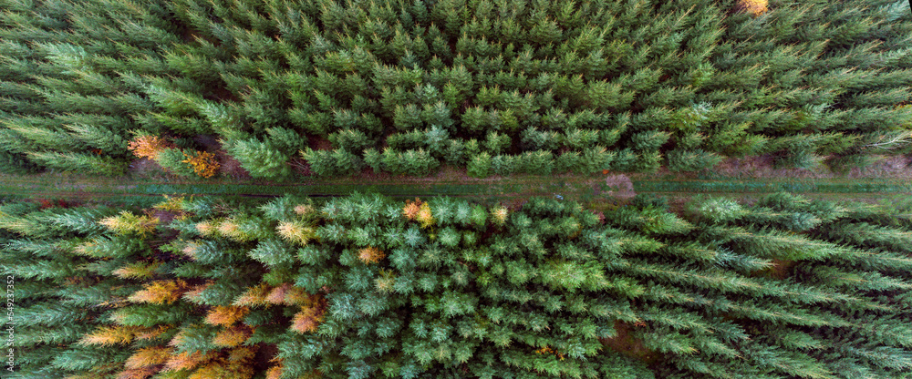 Fototapeta premium draufsicht tannenwald, baumwipfel von oben, luftaufnahme mit drohne, wald überblick, high resolution panorama, forest landscape, pine trees, fresh green 