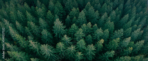 Bild auf Leinwand draufsicht dichter tannenwald, grüne nadelbäume, evergreen pine wood, drohne sho