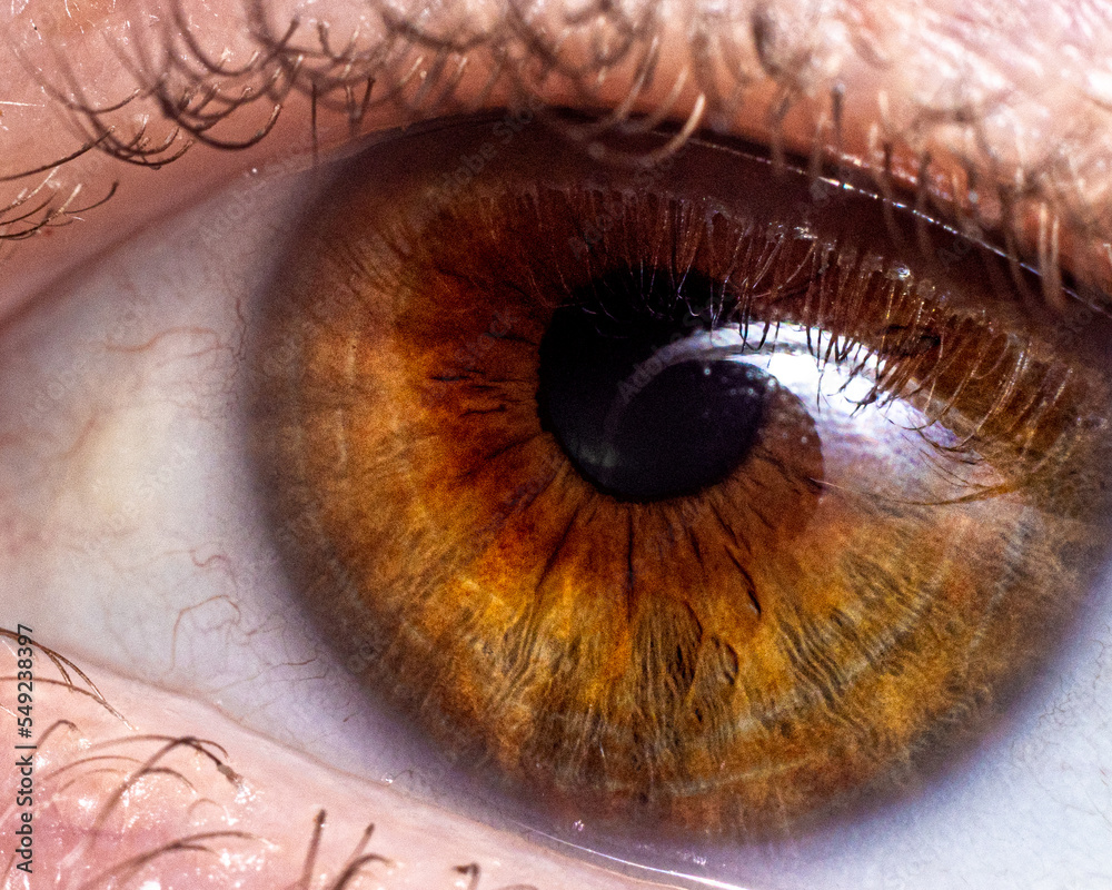 Obraz premium brown eye close up