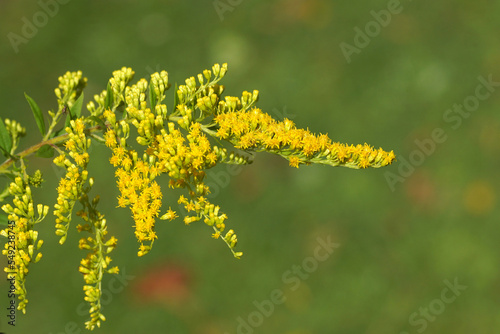 Obraz na plátně Flowering Canada goldenrod or Canadian goldenrod (Solidago Canadensis), family Asteraceae or Compositae