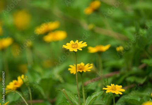 Sphagneticola Trilobata Blooming Outdoors, Daisy-like flowers, selective focus, group of yellow daisy flower, Closeup yellow trailing daisy flower in garden with green blurred background