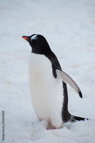 A gentoo penguin standing on the snowy landscape of Antarctica.  