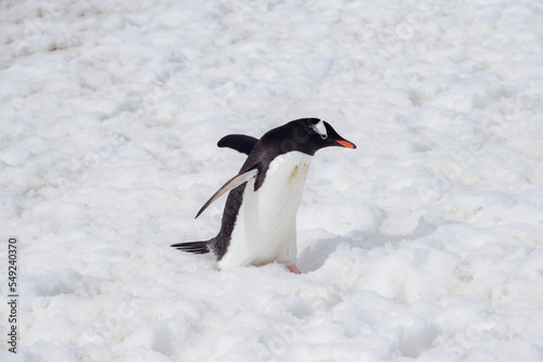 A gentoo penguin standing on the snowy landscape of Antarctica.  