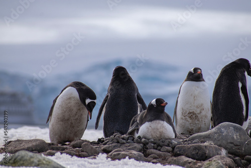 A small group of penguins standing on a bare rock nest in Antarctica. 