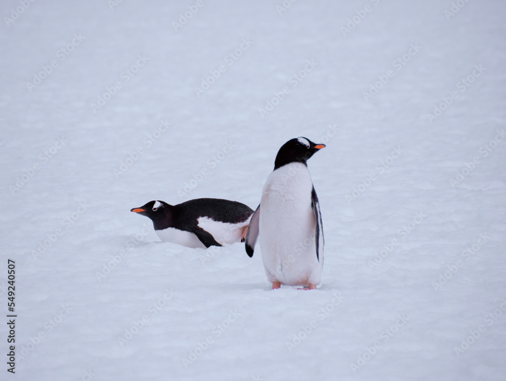 Fototapeta premium Two Gentoo penguins are hanging out on the snow-covered rocks of Antarctica. 
